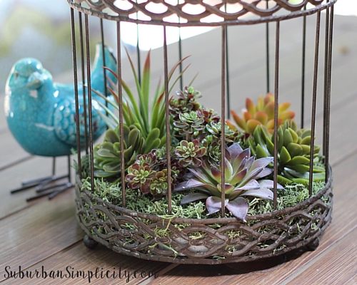 Decorate with Succulents Outside