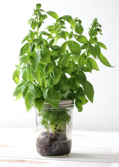 Fresh basil for making Strawberry Balsamic Flatbread 