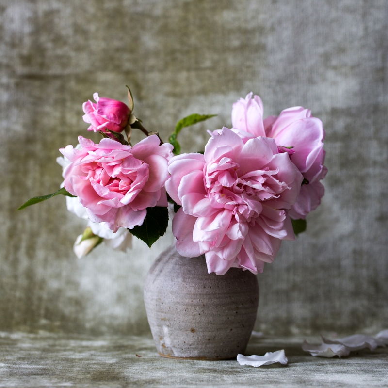 Pink flowers in a vase with a gray backdrop.